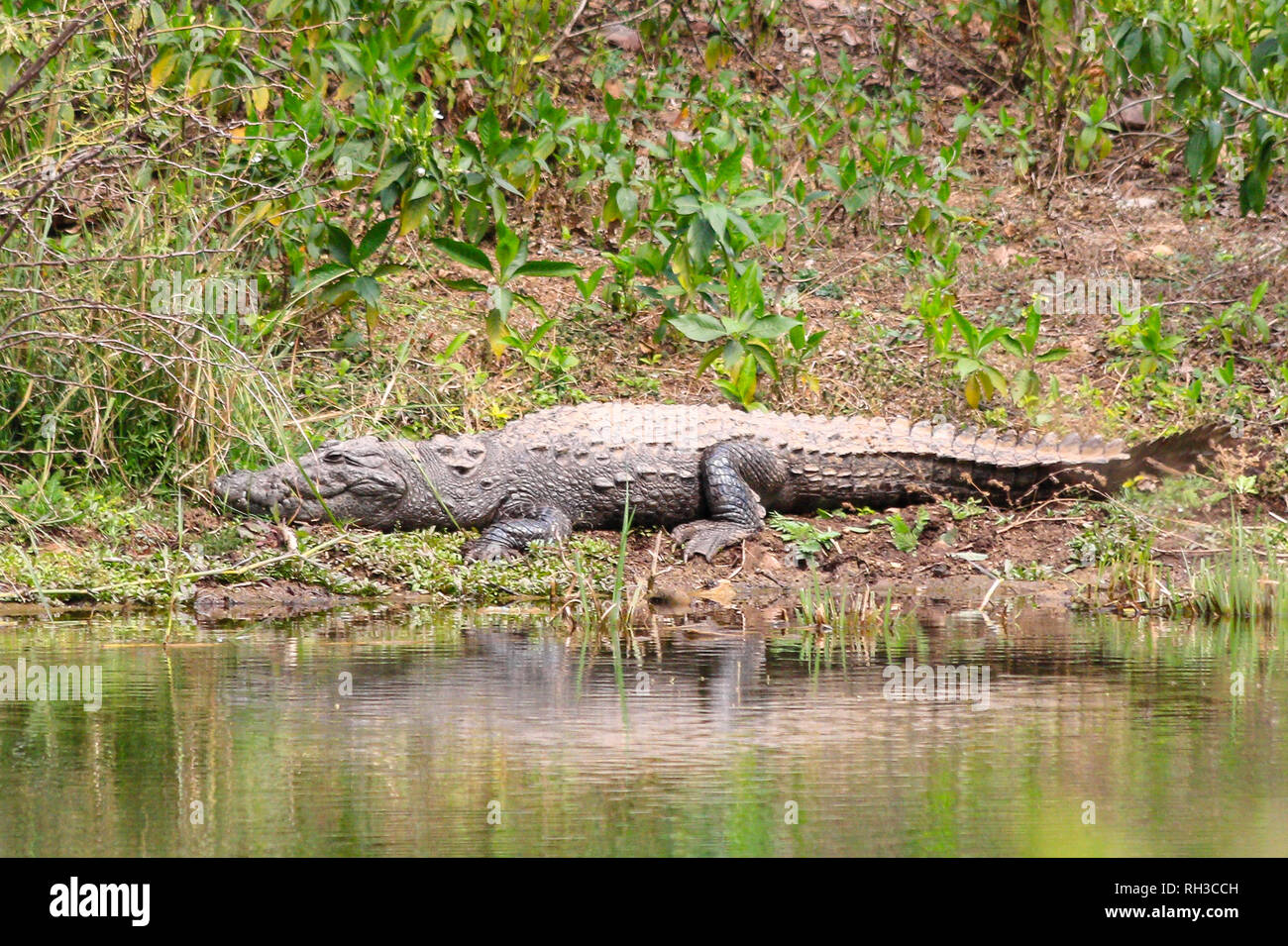 [Crocodile Crocodylus palustris agresseur] ou indien Marsh Crocodile reposant sur le bord de l'eau, le parc national de Ranthambore, en Inde Banque D'Images