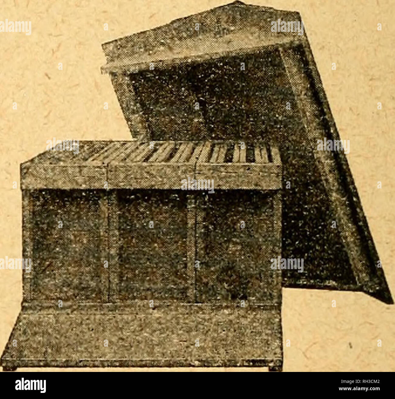 . British bee journal &AMP ; conseiller les apiculteurs. Les abeilles. 524 L'BEITISH JOUENAL d'abeilles. Le 10 novembre 1921. Les abeilles, il apporte désormais un compagnon avec lui, et dans des conférences et en lui donnant de son compagnon, il sent qu'il n'est transmettre des connaissances à moi. Avec ces six ruches exposées à la vue J'ai dû cajoler William pas un peu pour me montrer le roi abeille. " Le moi savoir essaim suivante a vous et je vous montrerai bientôt 'e." J'ai fait, et suivi les instructions, qui devaient avoir l'essaim dans un skep, et lorsque toutes les abeilles ont été régularisées dans les jeter sur une skep que se tenait la bouche vers le bas. Les abeilles propagation ov Banque D'Images