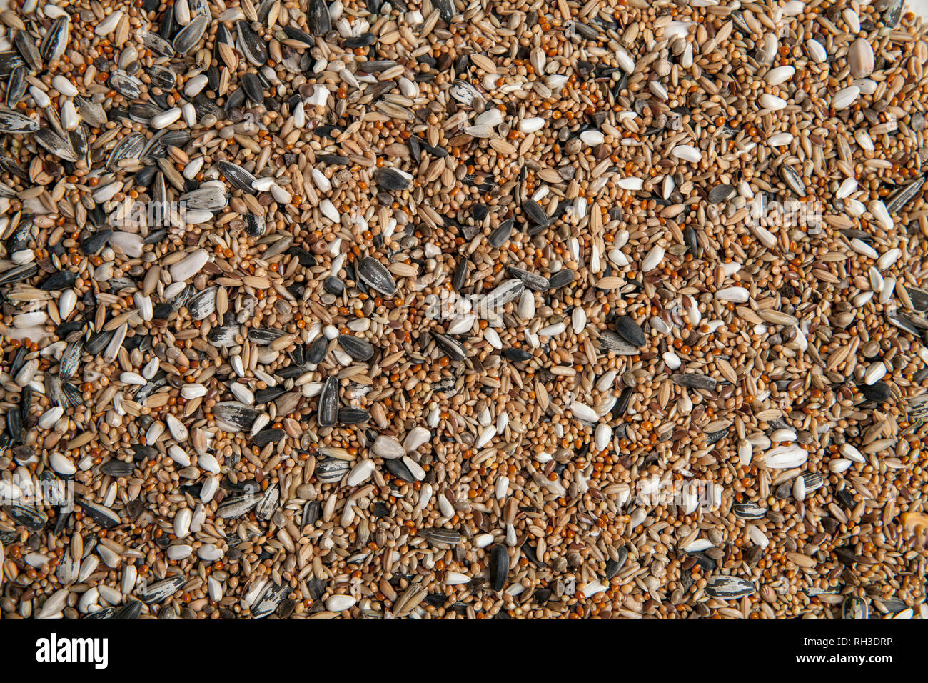 Aliments pour oiseaux, graines dispersées. Banque D'Images