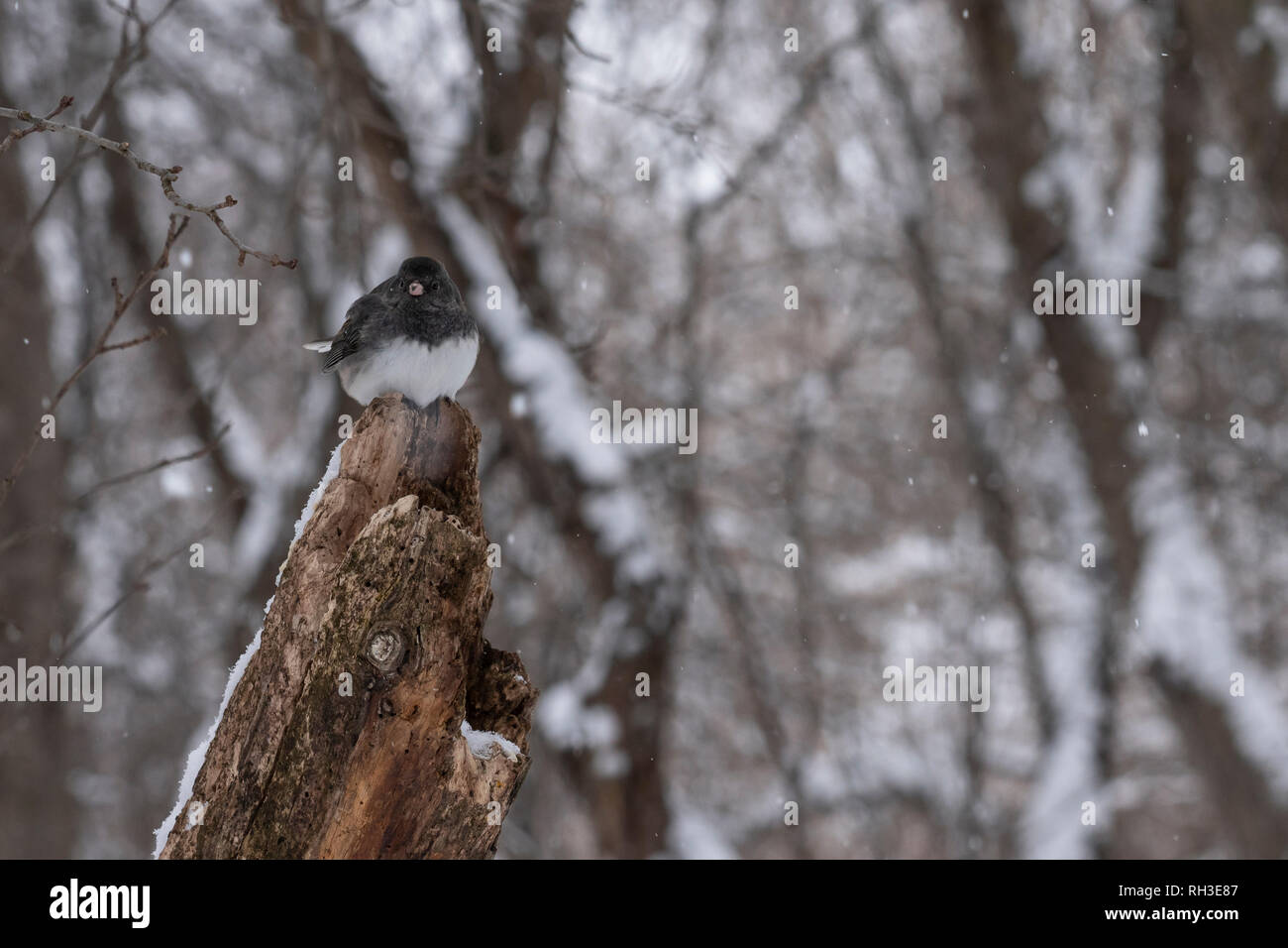 Un Dark-eyed Junco est perché sur une branche morte Banque D'Images