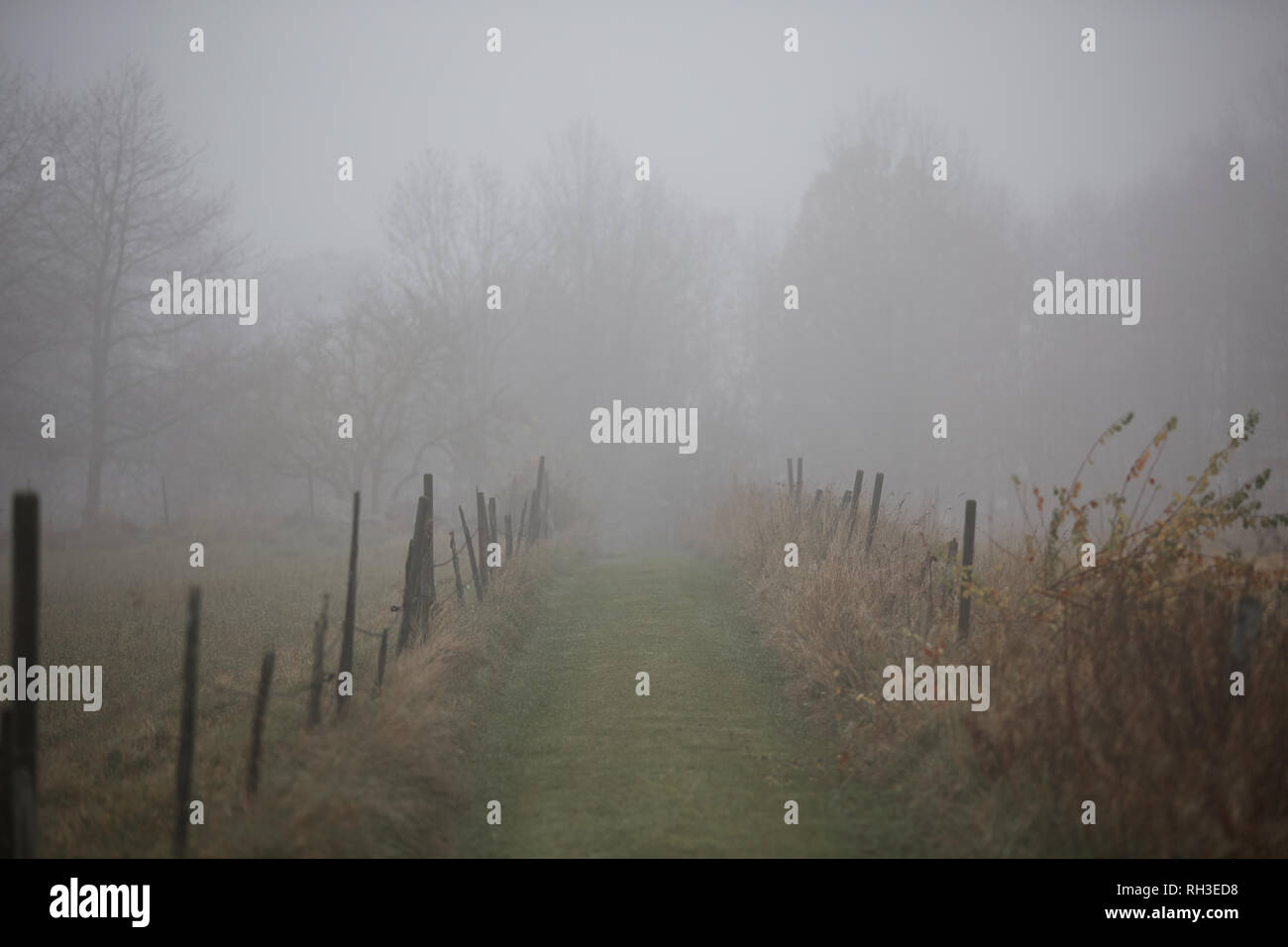 Route bordées dans le brouillard Banque D'Images