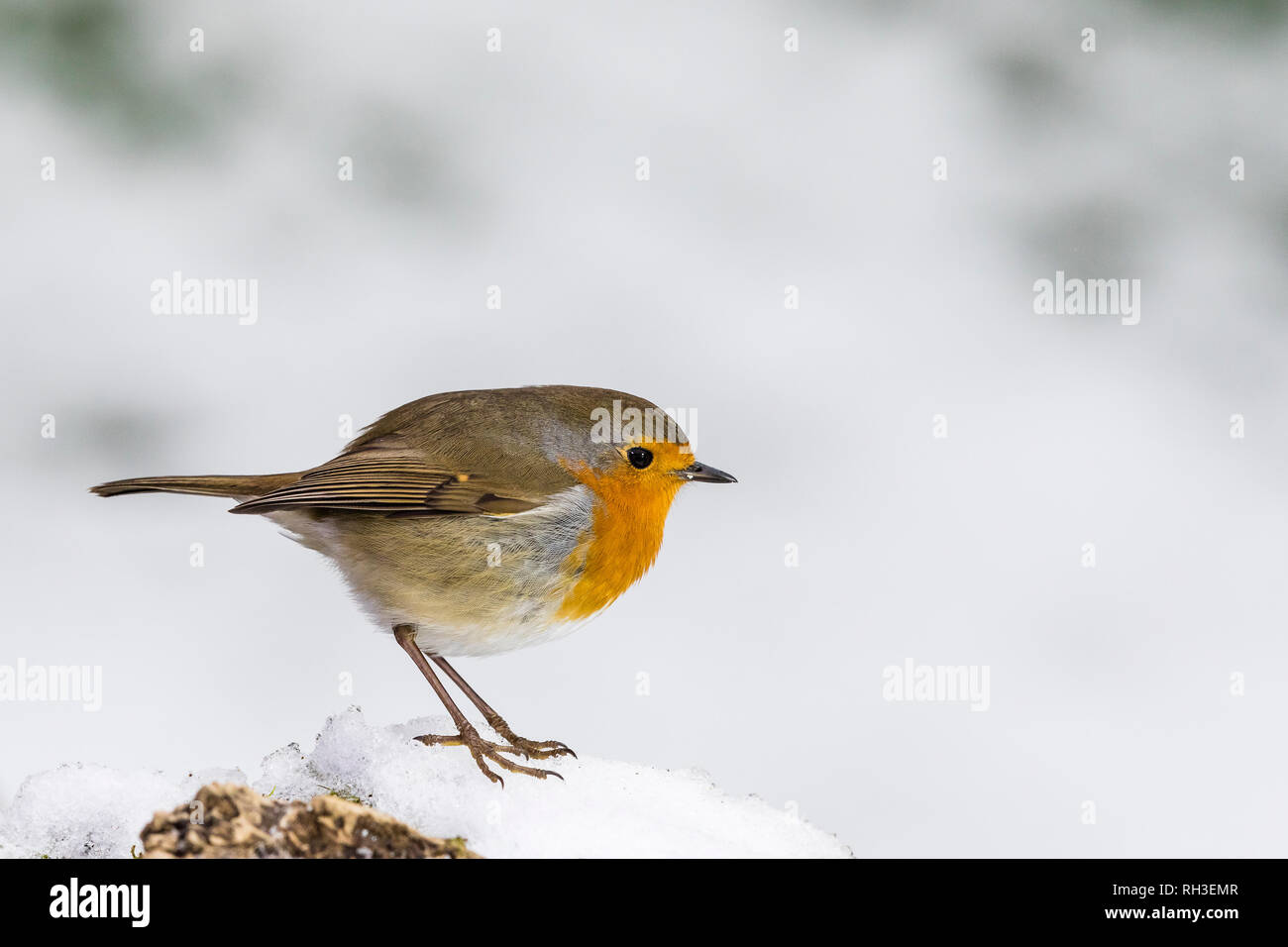 Robin dans la neige de l'hiver au pays de Galles Banque D'Images