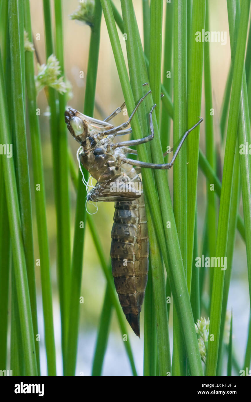 La peau des larves ou exuvie de libellule, accroché à la tige de la Soft rush, après l'adulte a rampé dehors Banque D'Images