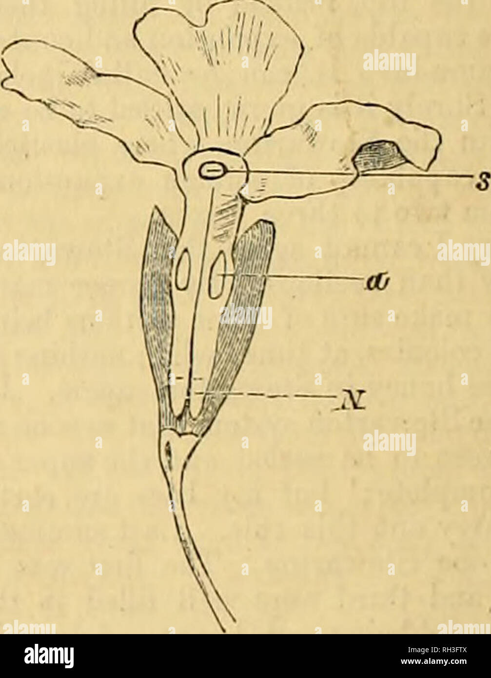 . British bee journal & ; conseiller les apiculteurs. Les abeilles. L'BEITISH BEE JOURNAL. [1 mars 1881. excuse grand-mère de façon agréable), '-lorsqu'il dit que l'hees prendre du pollen avec leurs langues.' J'ai dit que l'éditeur de la B. B'. J. était un repro- rité sur le point ; hut elle ne serait pas convaincu. ' Mon cher garçon," dit-elle, ' J'ai passé des heures et des heures à regarder ma bee3 dans toutes les sortes de fleurs, et de ne jamais me convaincre qu'ils prennent du pollen avec la langue. J'admets," a-t-elle poursuivi, ' que vous pouvez obtenir à l'occasion, pour tout ce que je sais, une trace de pollen dans le jabot de l'abeille. Je ne serais pas ki Banque D'Images