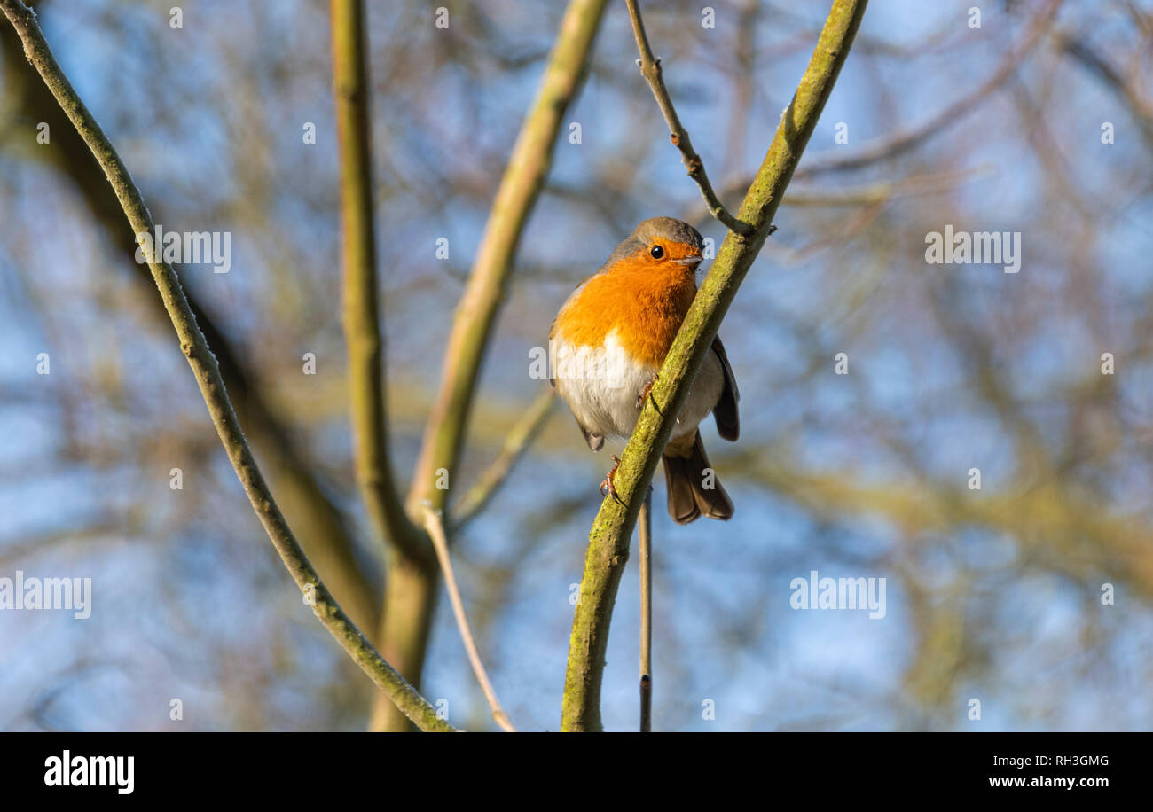 Robin Redbreast Erithacus rubecula aux abords de l'arbre perché sur Banque D'Images