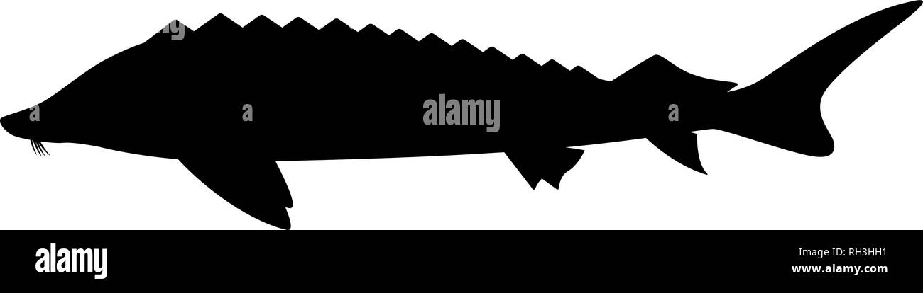 Silhouette noire de l'esturgeon. Logo poisson icon Illustration de Vecteur