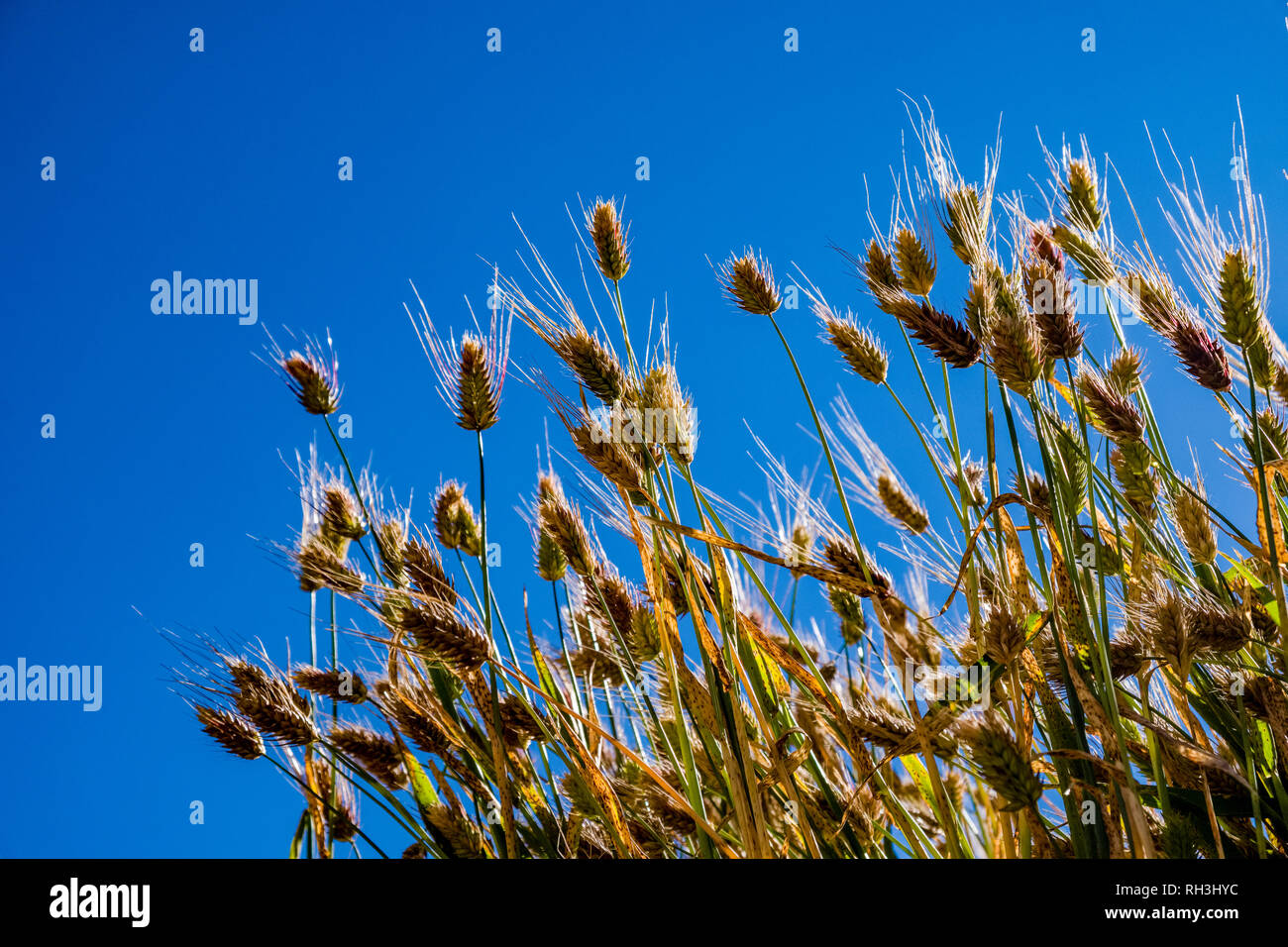 Tsampa, orge, prêtes pour la récolte dans les champs du village, ciel bleu dans la distance Banque D'Images