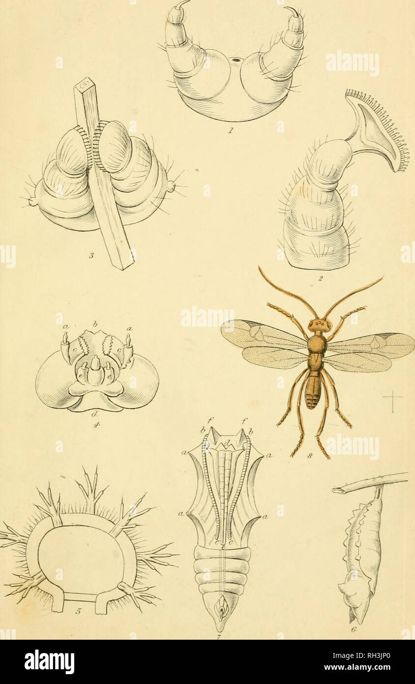 . En papillons. Werner, Abraham Gottlob, 1749-1817 ; les papillons. . Veuillez noter que ces images sont extraites de la page numérisée des images qui peuvent avoir été retouchées numériquement pour plus de lisibilité - coloration et l'aspect de ces illustrations ne peut pas parfaitement ressembler à l'œuvre originale.. Duncan, James, 1804-1861 ; Cuvier, Georges, baron, 1769-1832 ; Jardine, William, Sir, 1800-1874 ; Burth, Edward Henry, ancien propriétaire. Le DSI. Edinburgh : W.H. Lizars ; Londres : Henry G. Bohn Banque D'Images