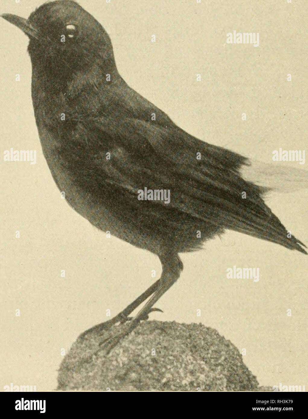 La Oiseaux Les Oiseaux 290 Oiseaux Britanniques Davoir