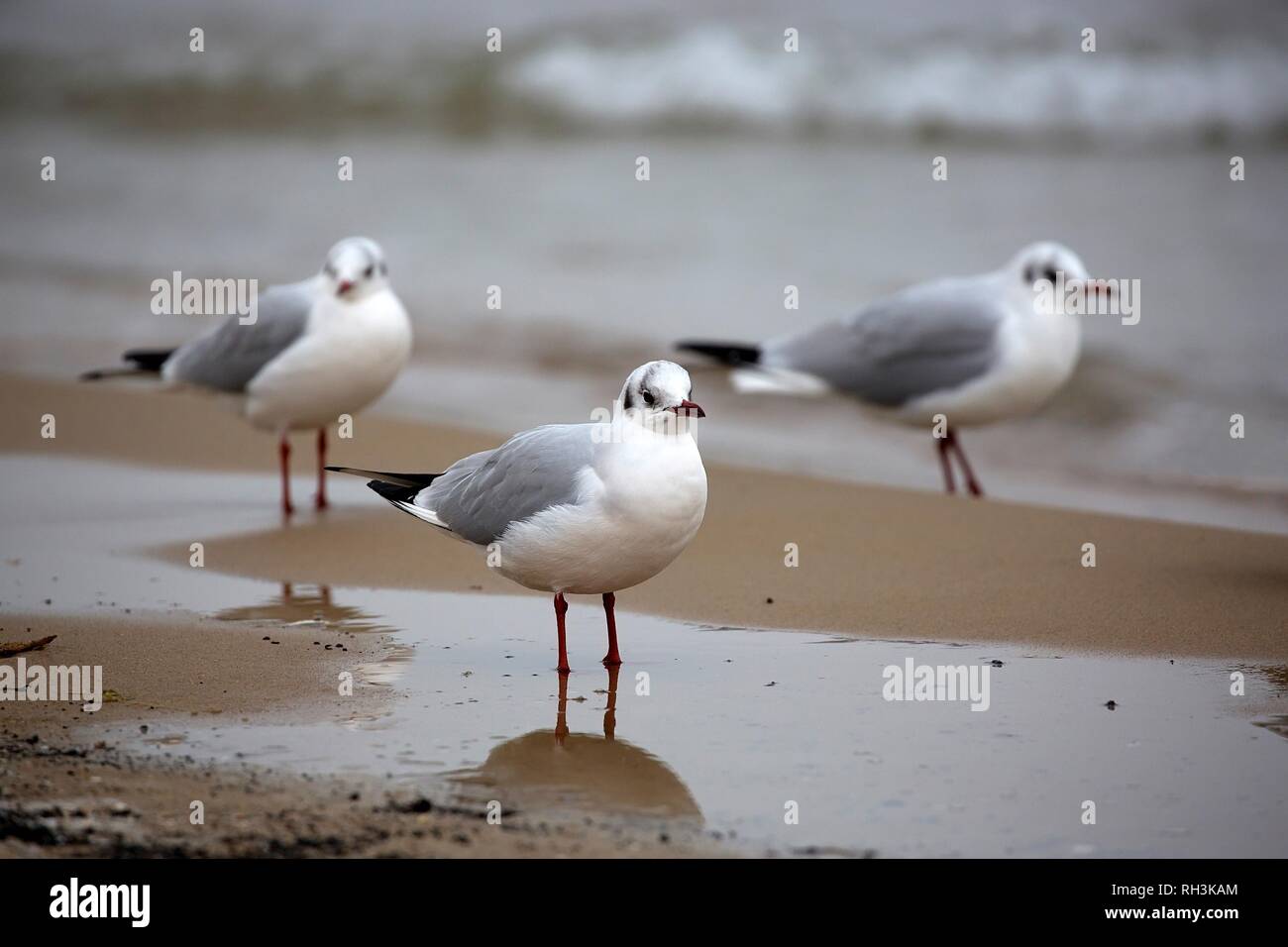 Les goélands à l'état sauvage Banque D'Images