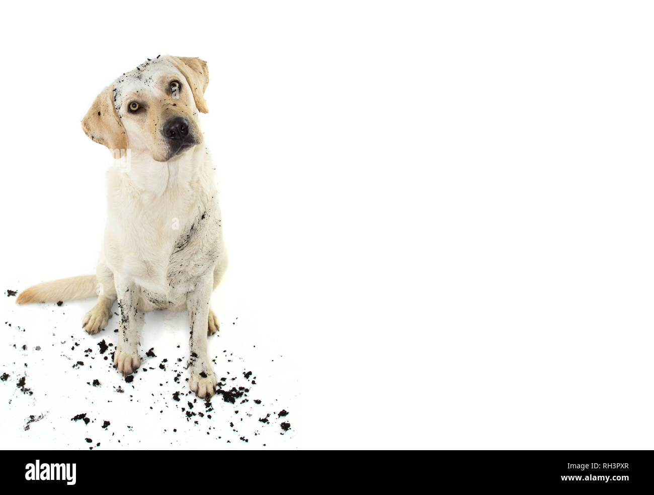 DIRTY DOG. FUNNY MUDDY LABRADOR RETRIEVER TILTING HEAD APRÈS côté jouer dans une flaque de boue. STUDIO SHOT isolées contre l'ARRIÈRE-PLAN BLANC. Banque D'Images