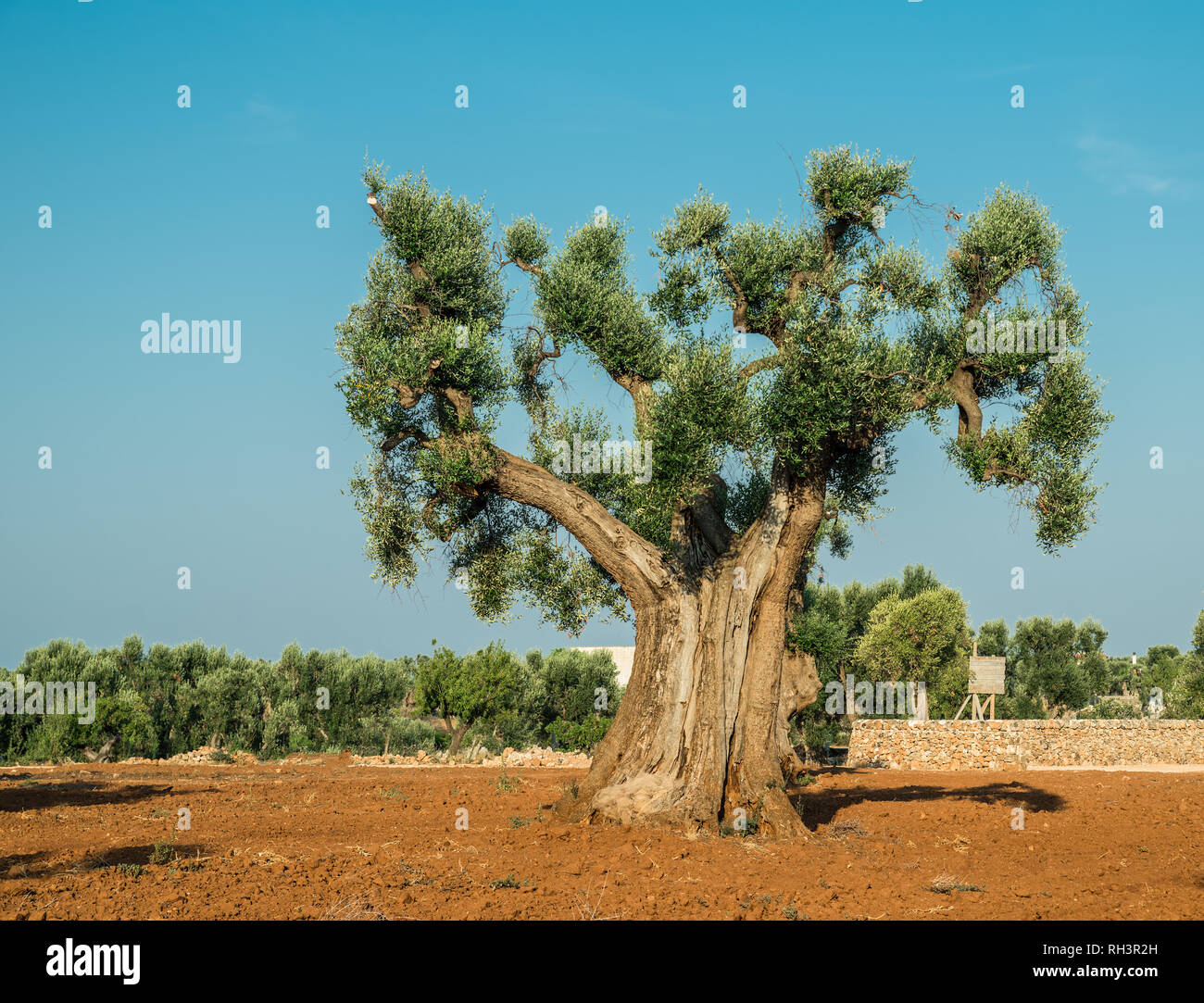 Plantation olive méditerranéenne avec un vieil olivier au premier plan. Banque D'Images