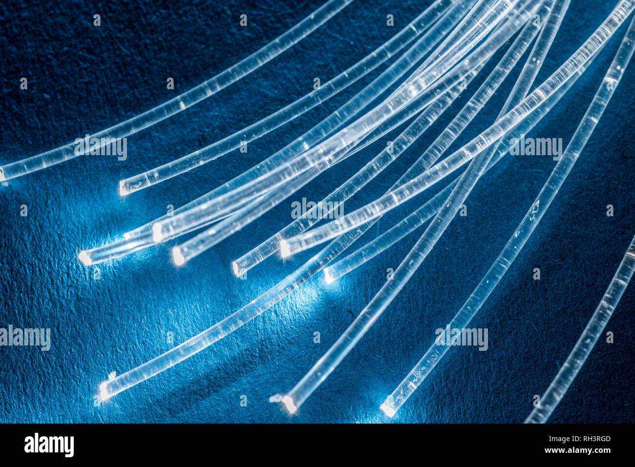 Faisceau de fibres optiques avec des lumières dans les extrémités. Fond bleu. Banque D'Images