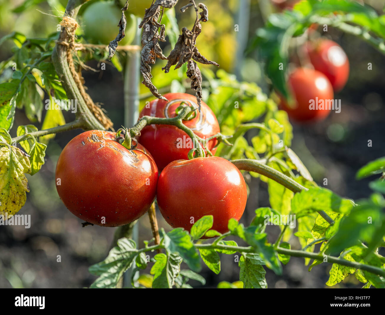 Plant de tomate aux fruits qui a couvert avec des fissures causées par des fluctuations dans la disponibilité de l'eau. Banque D'Images