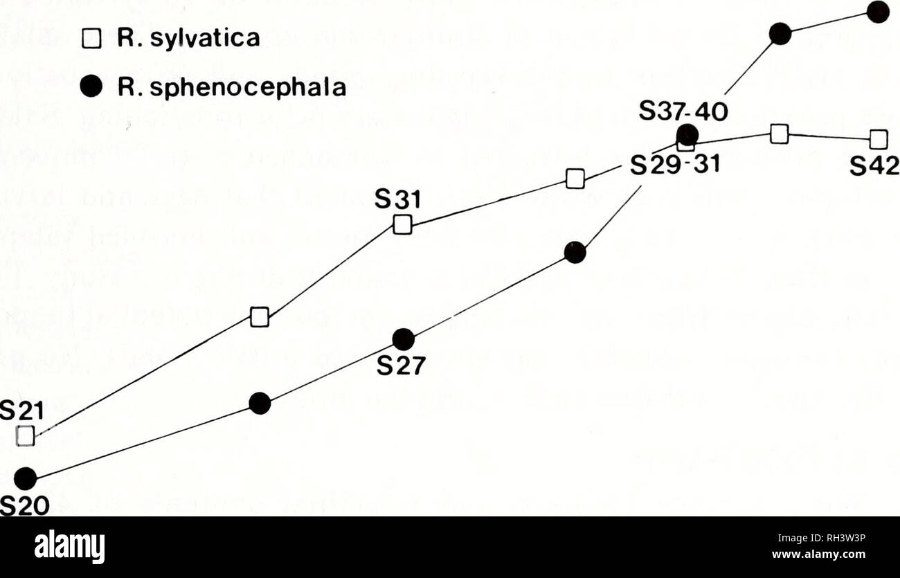 . Brimleyana. Zoologie ; Écologie ; l'histoire naturelle. L'histoire de la vie de la grenouille des bois 45 60 50 40 30 - 20 10 S36 ? R. sylvatica • sphenocephala R.. 1 18 27 7 15 22 29 MAR MAR MAR Apr May Jun Jul date Fig. 3. Le développement des larves de Rana sylvatica et Rana sphenocephala dans le Pas- ture étang, Tallapoosa Comté (Alabama). Les chiffres précédés de la lettre S'indiquer le stade de développement des têtards au moment de la collecte. Cependant, indiquant que toutes les larves ont été transformés en ce moment. Cela donnerait à un maximum de 73 jours de période de transformation sur le terrain. La plupart des individus ont probablement transformé par 29 avril ( Banque D'Images