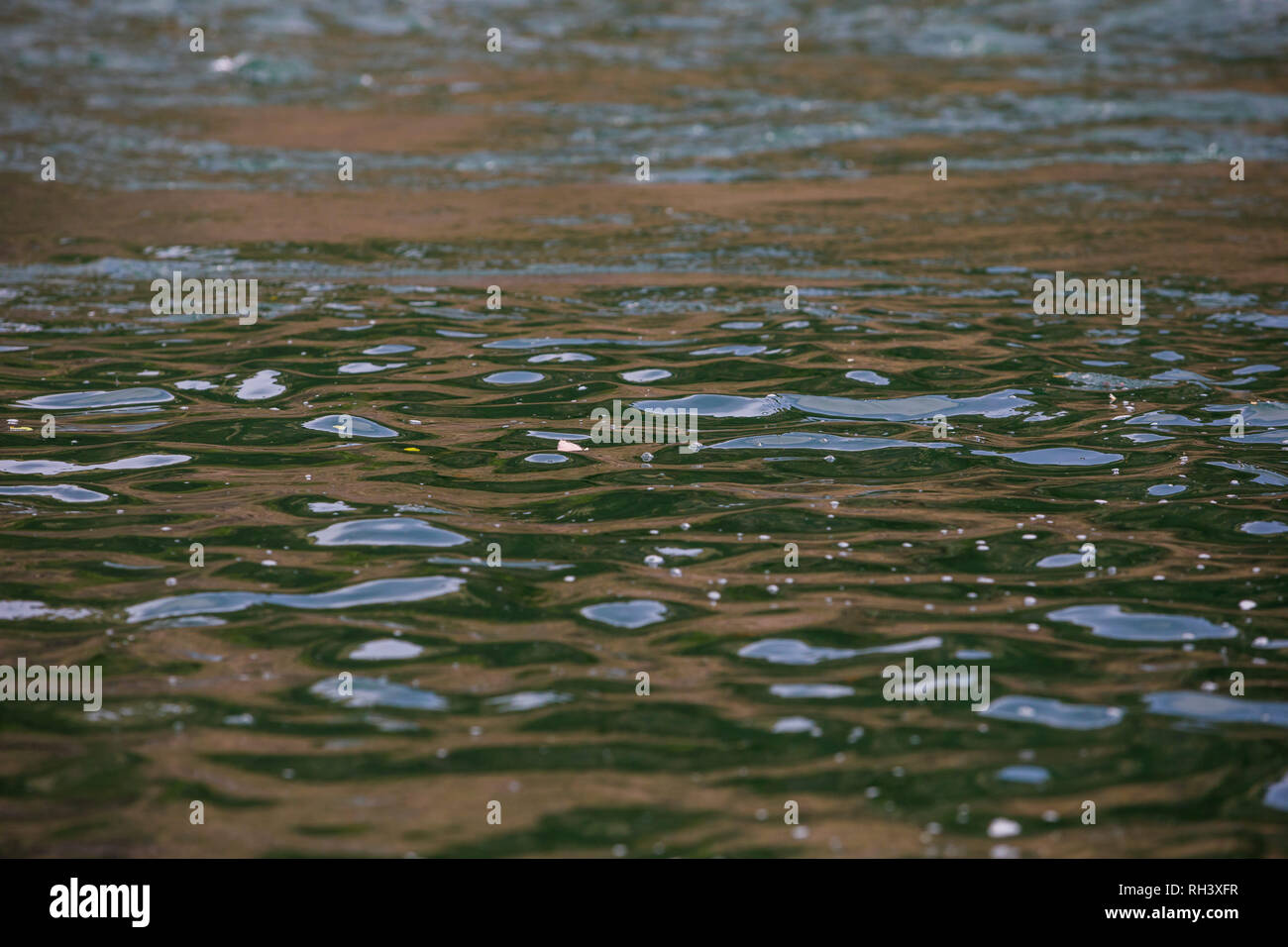 Stimulator dry fly flottant sur l'eau dans la partie inférieure de la rivière Deschutes dans l'Oregon alors que la pêche de la truite arc-en-méné indigènes. Banque D'Images