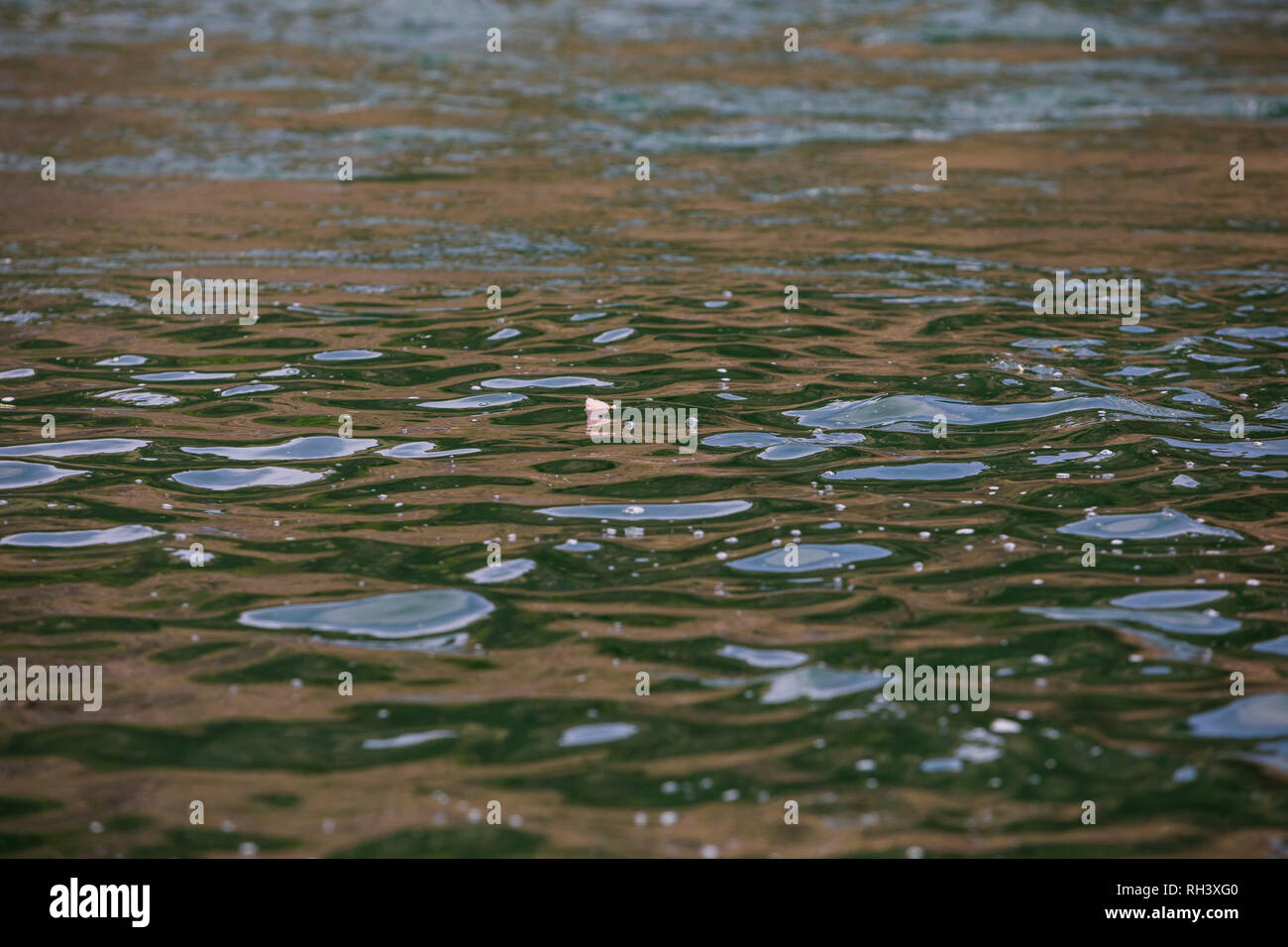 Stimulator dry fly flottant sur l'eau dans la partie inférieure de la rivière Deschutes dans l'Oregon alors que la pêche de la truite arc-en-méné indigènes. Banque D'Images