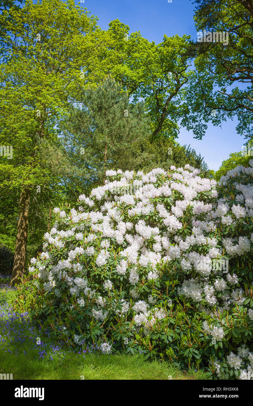 Loders Rhododendron floraison blanche dans un jardin boisé Wiltshire en mai au Royaume-Uni Banque D'Images