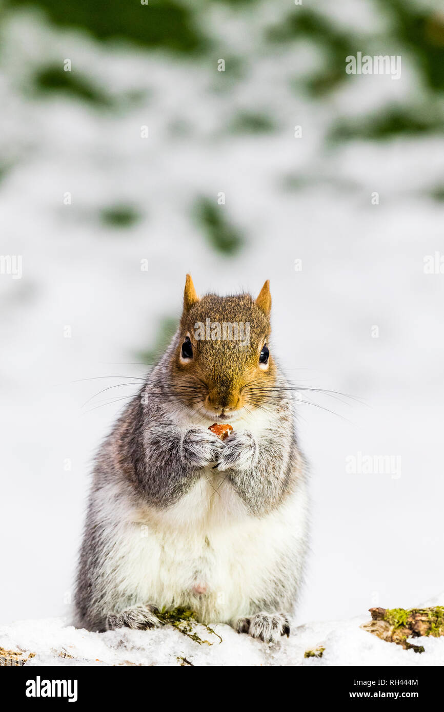 L'Écureuil gris de l'hiver la neige en Pays de Galles Banque D'Images