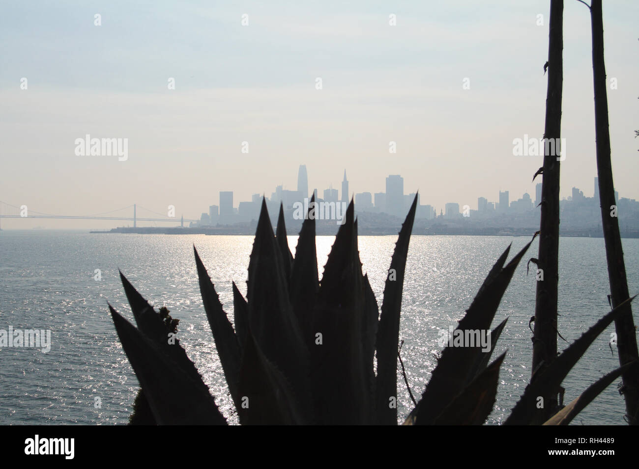Silhouettes d'agave et l'horizon de San Francisco, à partir de l'Agave Trail sur l'île d'Alcatraz, Californie, USA. Banque D'Images