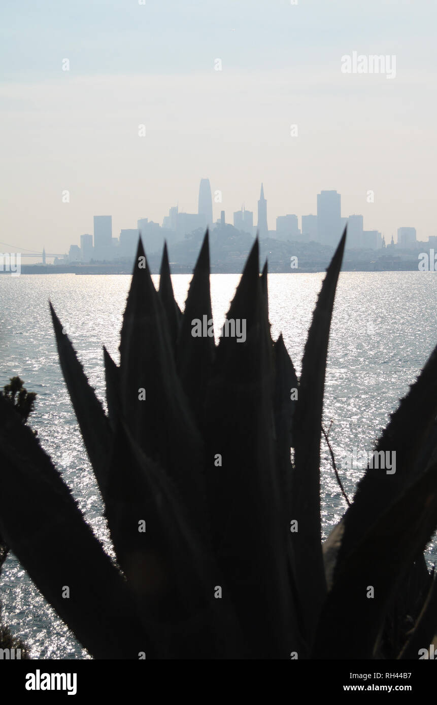 Silhouettes d'agave et l'horizon de San Francisco, à partir de l'Agave Trail sur l'île d'Alcatraz, Californie, USA. Banque D'Images
