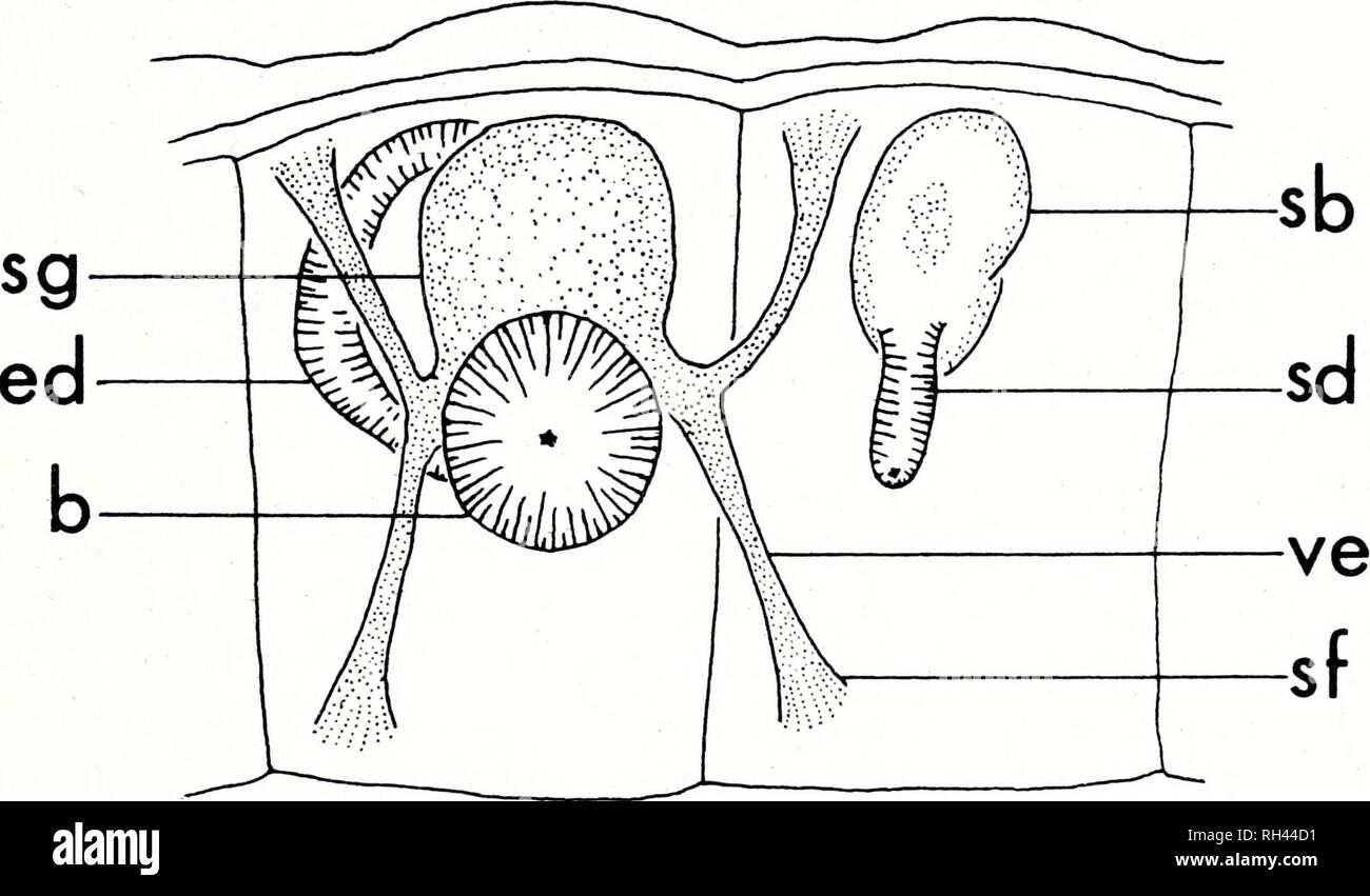 Brimleyana. Zoologie ; Écologie ; l'histoire naturelle. Fig. 1. Xironodnlus  bashaviae détails structuraux de nouvelles espèces. A, vue ventrale  d'holotype ; B, mâchoire supérieure ; C, mâchoire inférieure du paratype ;