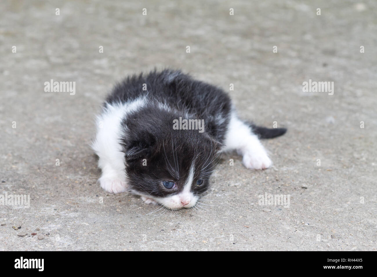 Chaton nouveau-né Banque D'Images