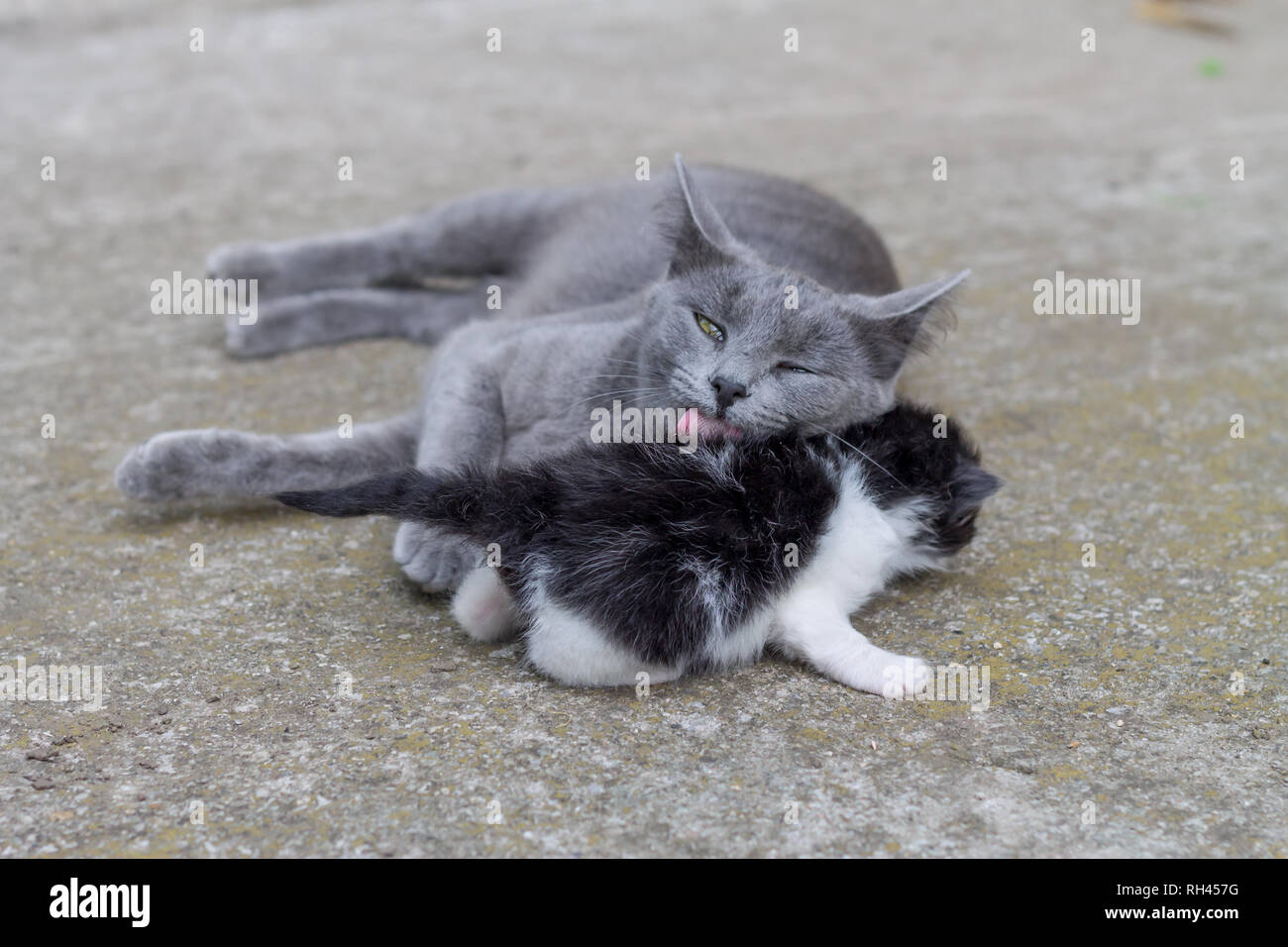 Toilettage chat mère son bébé chaton Banque D'Images