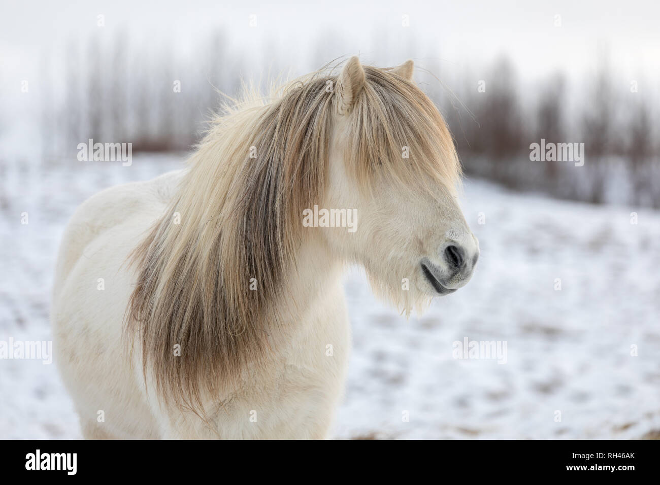 Cheval blanc avec la plus belle crinière comme s'il avait été conçu pour un modèle Banque D'Images