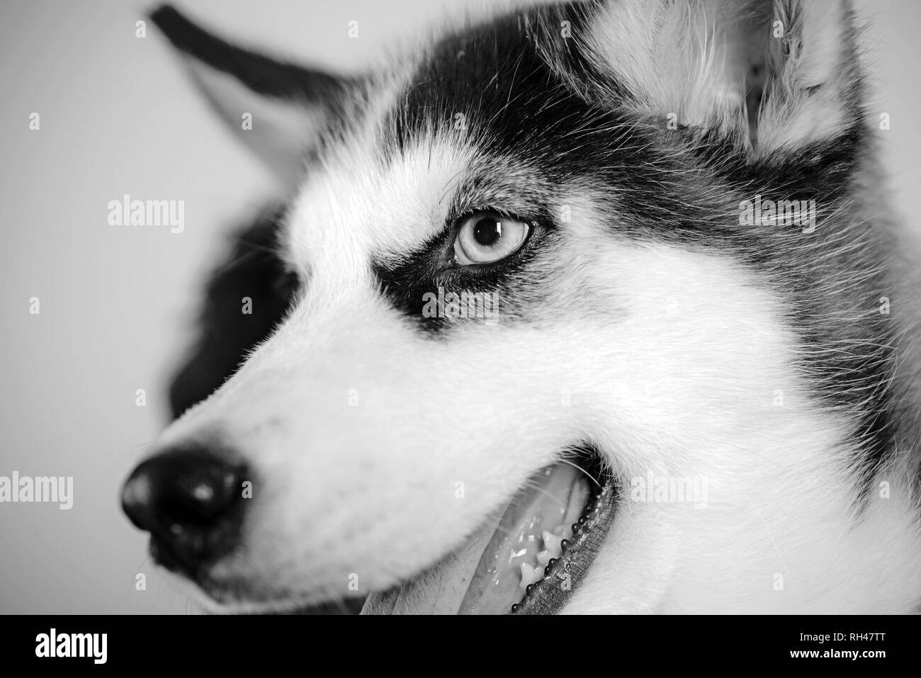 La Vie Est Courte Jouer Avec Votre Chien Husky Aux Yeux Bleus Et Le Loup Comme Le Regard Chien Husky Chien Mignon Husky Siberien Est Un Beau Chien De Race Pure Race