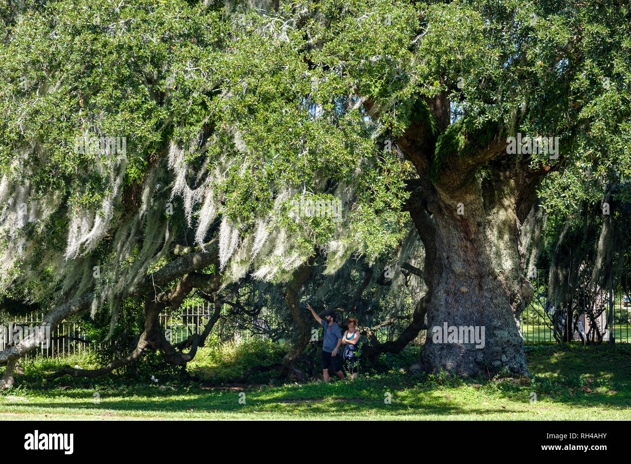Le site historique de chênes de duel à l'angle des duels Oaks Drive et Dreyfous Drive, New Orleans City Park, New Orleans, USA Banque D'Images
