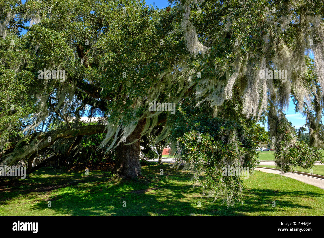 Le site historique de chênes de duel à l'angle des duels Oaks Drive et Dreyfous Drive, New Orleans City Park, New Orleans, USA Banque D'Images