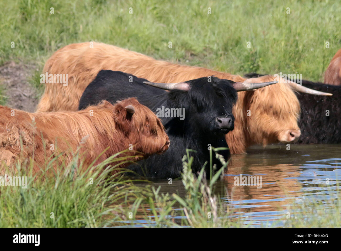 Les bovins aux cheveux longs 'Coos' dans l'étang Banque D'Images