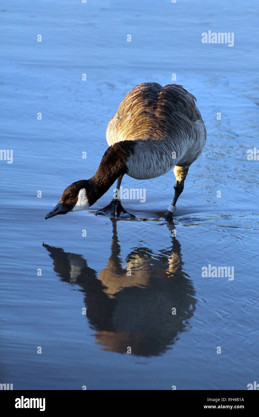 Canada Goose sur le rivage avec des réflexions Banque D'Images