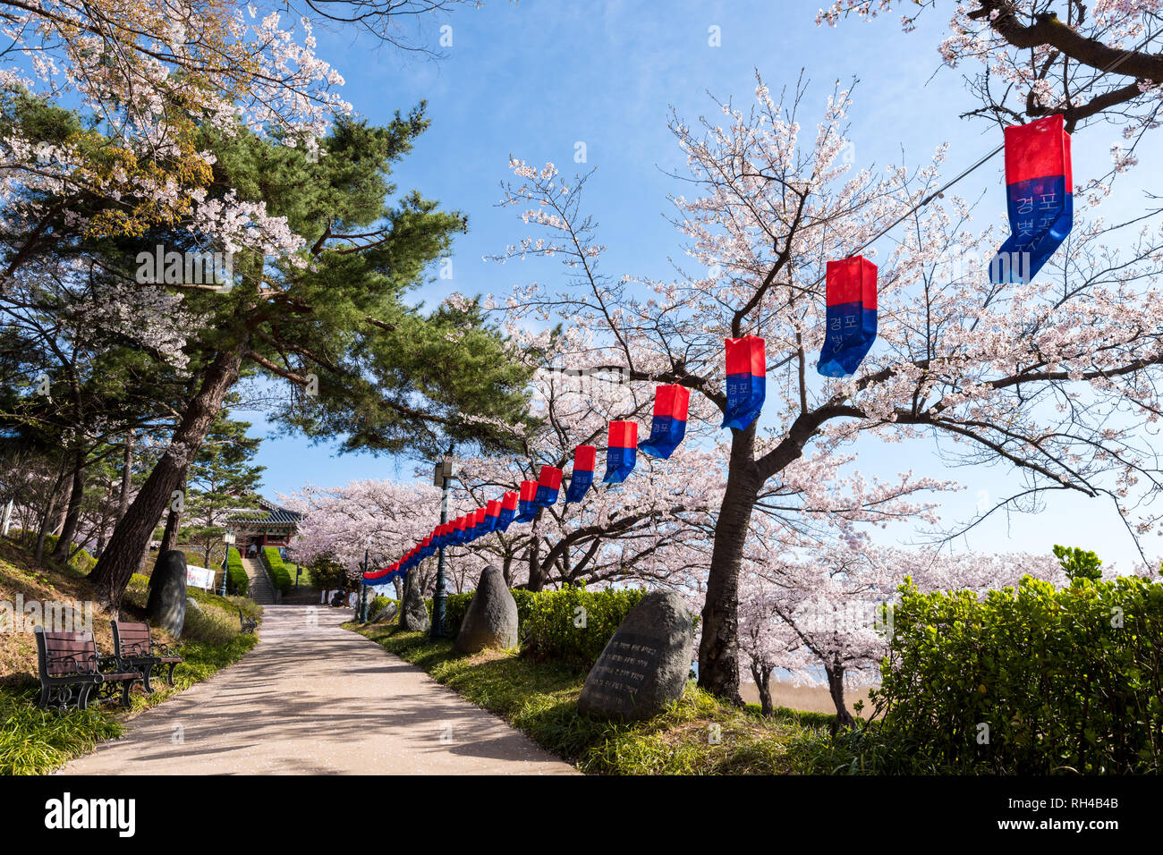 Cherry Blossom Park dans la ville de Gangneung, lac Gyeongpodae, Banque D'Images
