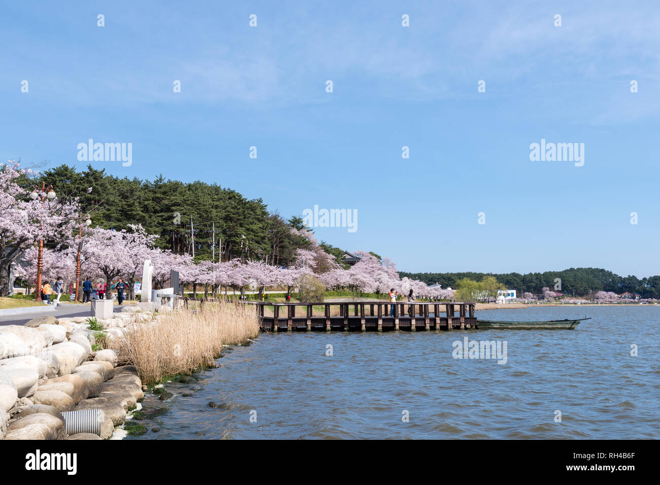 Cherry Blossom Park dans la ville de Gangneung, lac Gyeongpodae. Banque D'Images