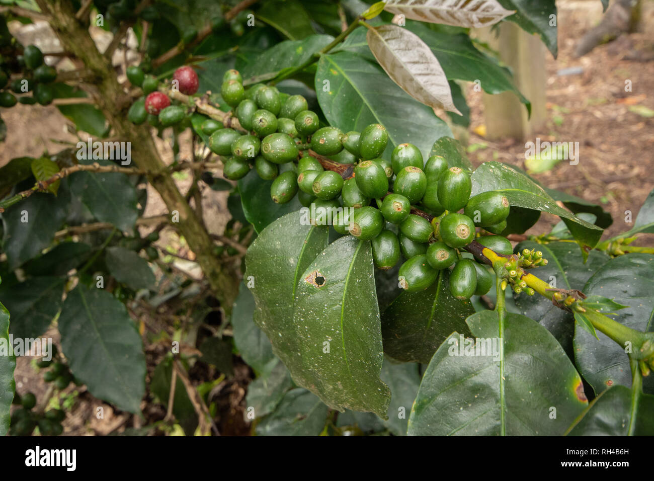 Les Cerises de café vert non mûr sur un Bush Café au Pérou Banque D'Images