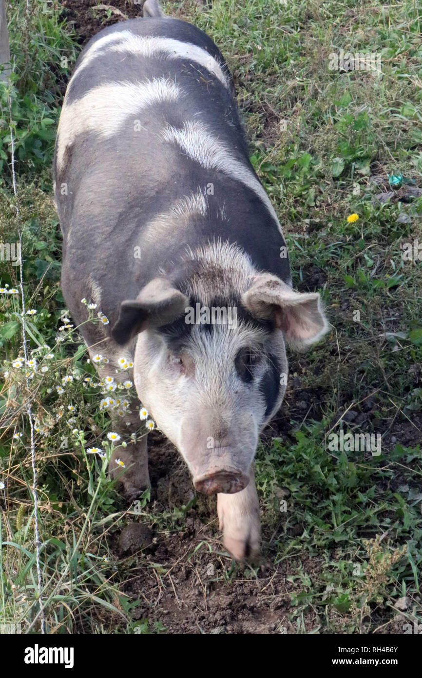 Les porcs domestiques dans une ferme Banque D'Images