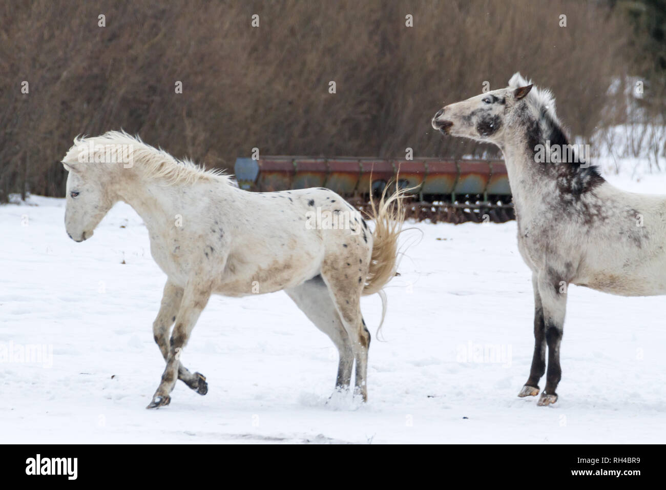 Chevaux fougueux prance et la course autour de la neige l'ensemble comme ils interagissent, s'engager dans des bousculades sur journée d'hiver de l'Alberta, Canada. Banque D'Images