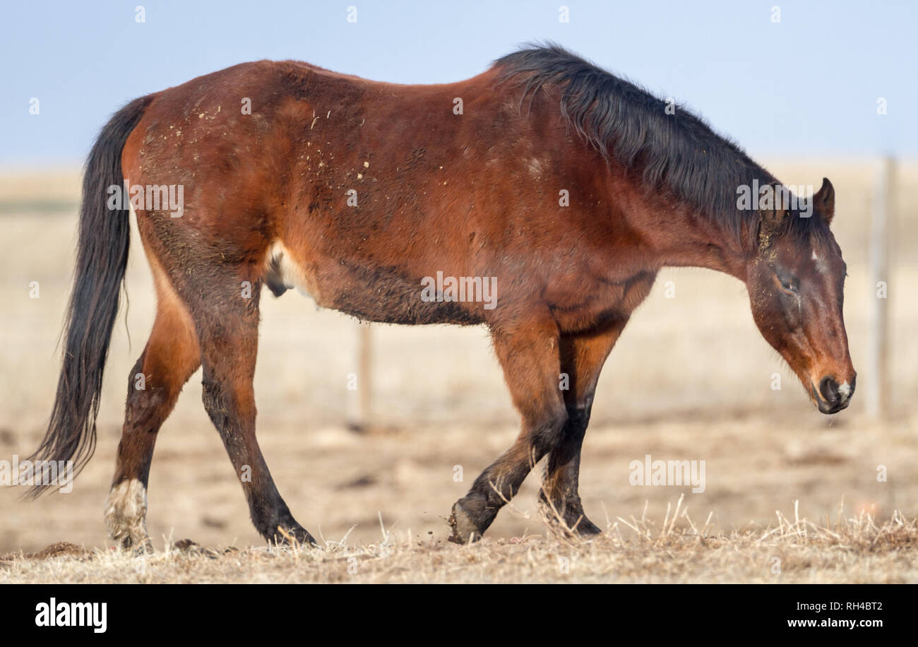 Vue de côté : Beau cheval brun promenades autour de pâturage, pas de neige au sol, en hiver, dans le sud de l'Alberta, Canada. Banque D'Images