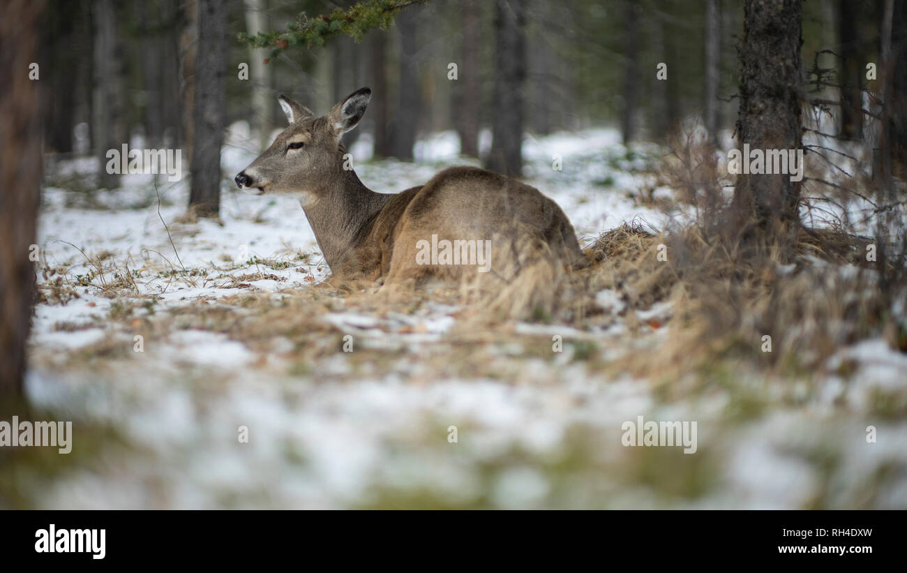 Deer portant in Snowy Woods, Lake Louise, Alberta, Canada Banque D'Images