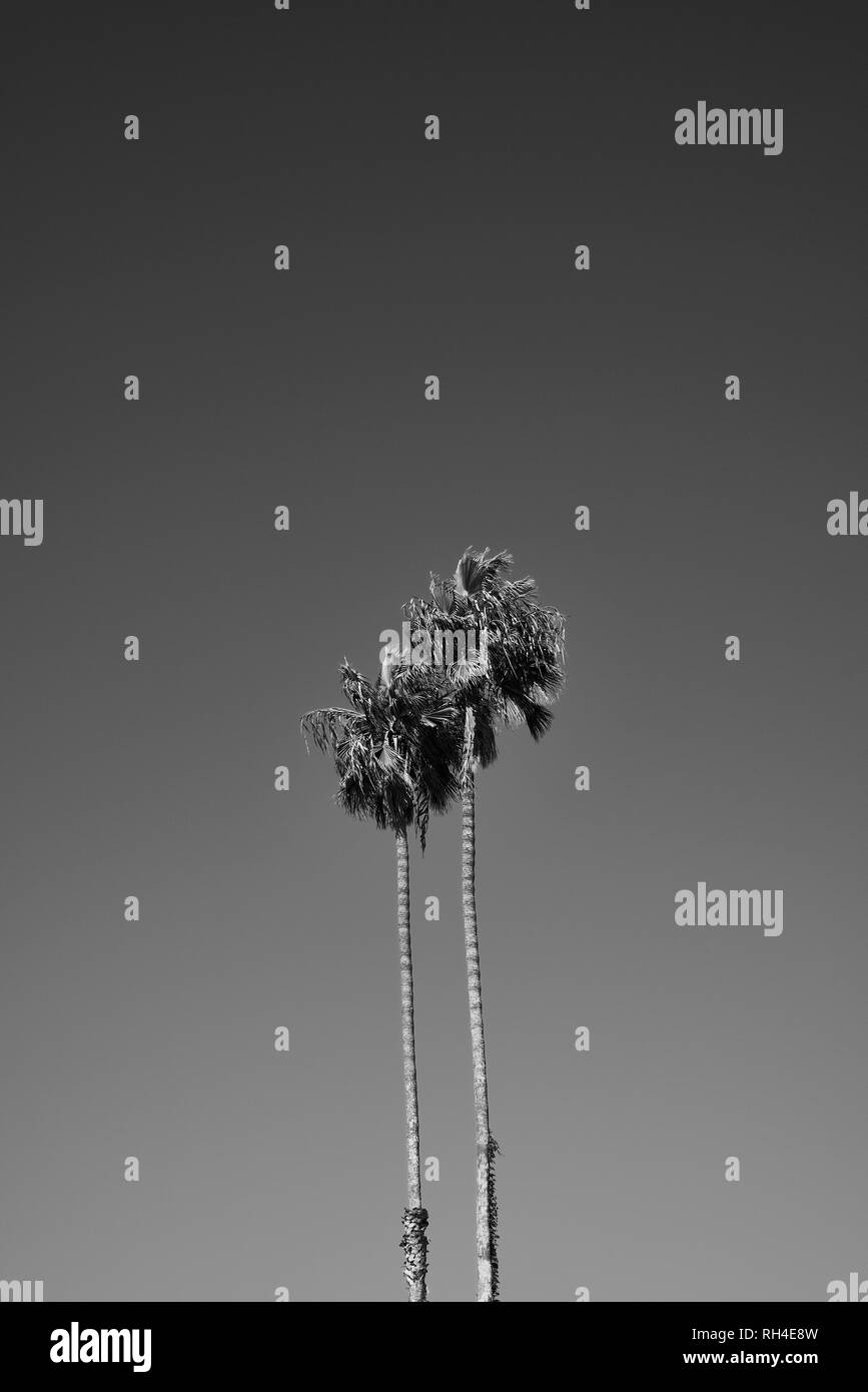 Deux palmiers contre ciel, Los Angeles, Californie, USA Banque D'Images