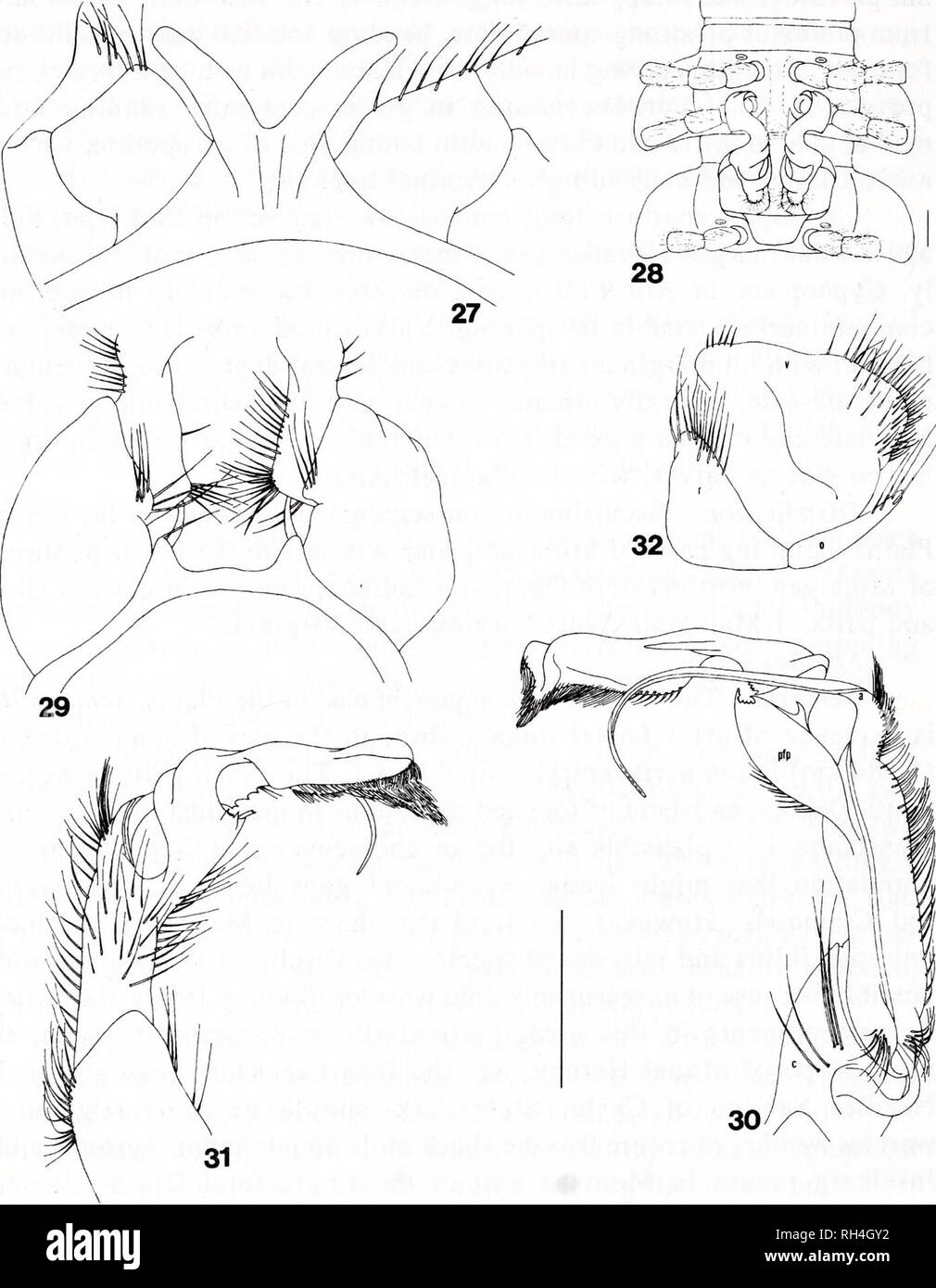 . Brimleyana. Zoologie ; Écologie ; l'histoire naturelle. 150 Rowland M. Shelley. Fig. 27-32. Semionellus placide. 27, 3e du sternum de la mi- Terre des hommes, comté du Michigan, vue caudale. 28, les gonopodes in situ, vue ventrale d'homme à partir de Tucker County, Virginie occidentale. 29, gonocoxae et ster- num de l'homme de comté de Midland, Michigan, vue caudale. 30, à gauche de la même gonopod, vue médiale. 31, le même, vue latérale. 32, femme de gauche d'cyphopod Pepin Comté (Wisconsin), vue caudale. Abréviations comme en Fig. 2-8. La ligne d'échelle pour la Fig. 28  = 1,00 mm ; en ligne pour d'autres Fig.  = 1,40 mm pour 27, 3,50 mm pour 29-31, 1. Banque D'Images