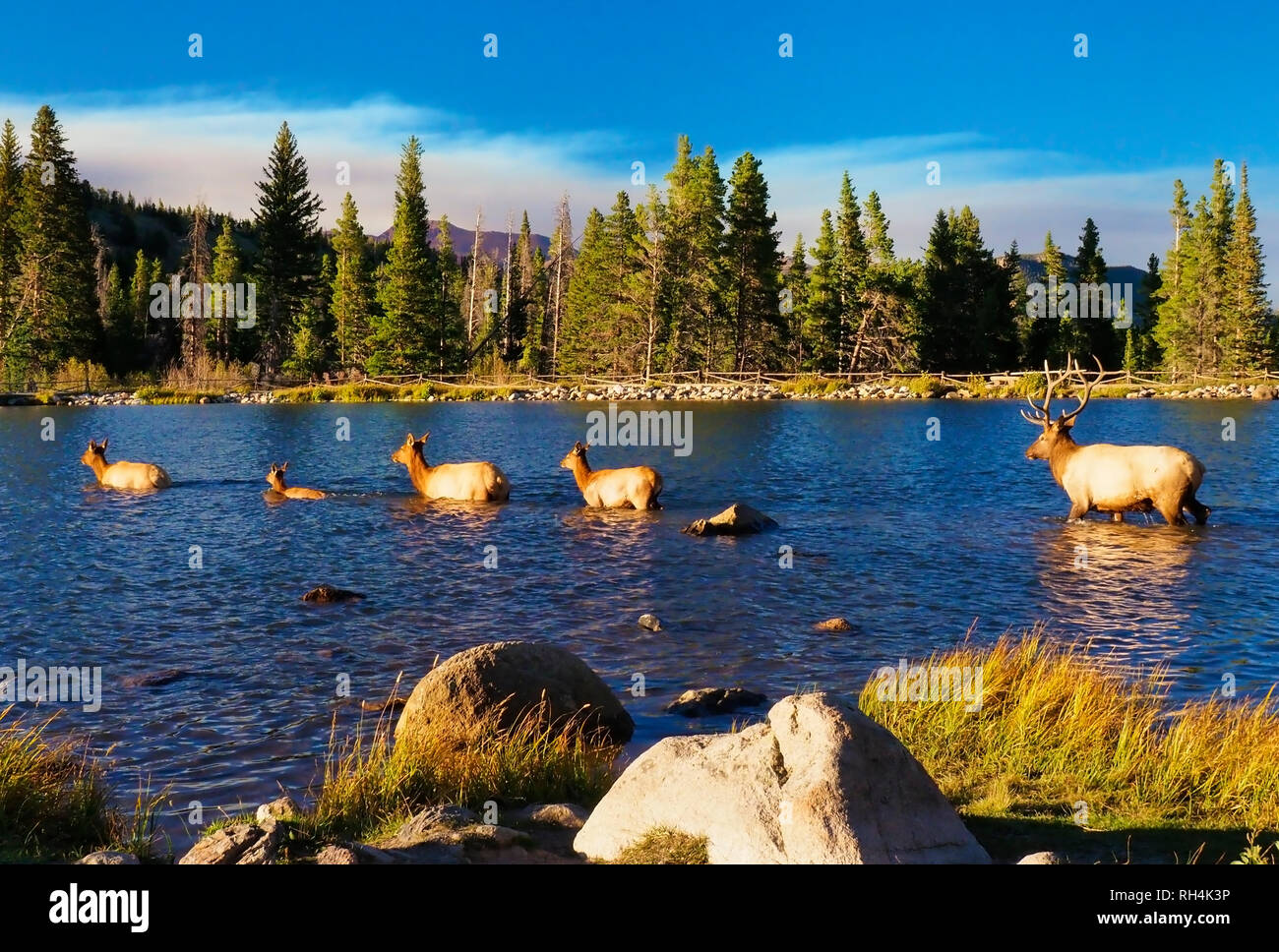 Le wapiti, le Pipit de Sprague, le lac Lake Trail, Rocky Mountain National Park, Estes, Colorado, USA Banque D'Images
