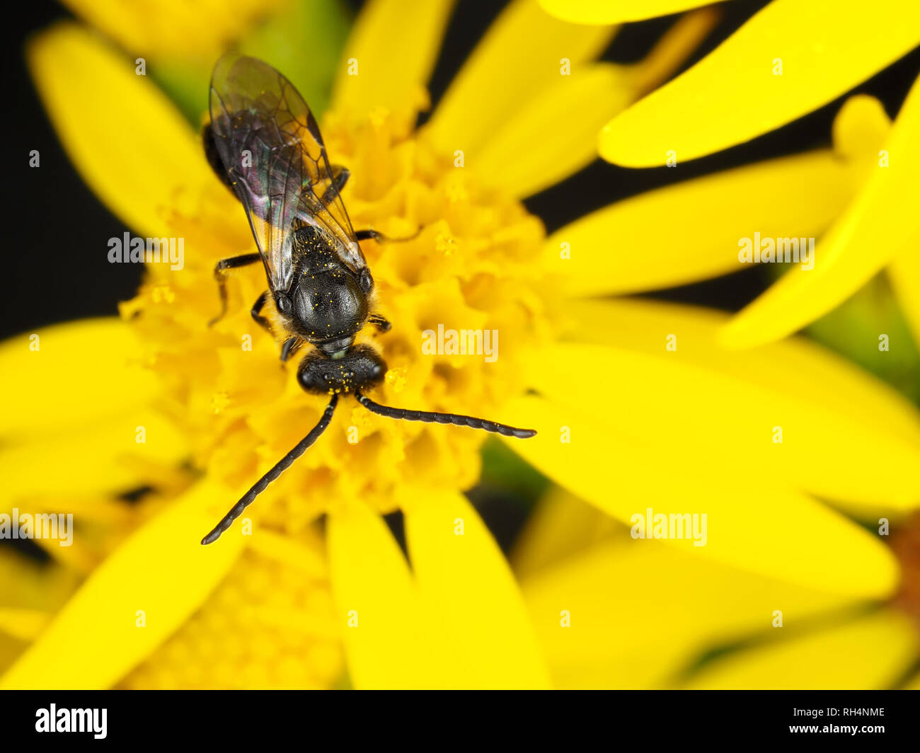 Homme sweat bee, Lasioglossum sp. (Ou, moins souvent, Halictus sp.), sur une fleur Banque D'Images
