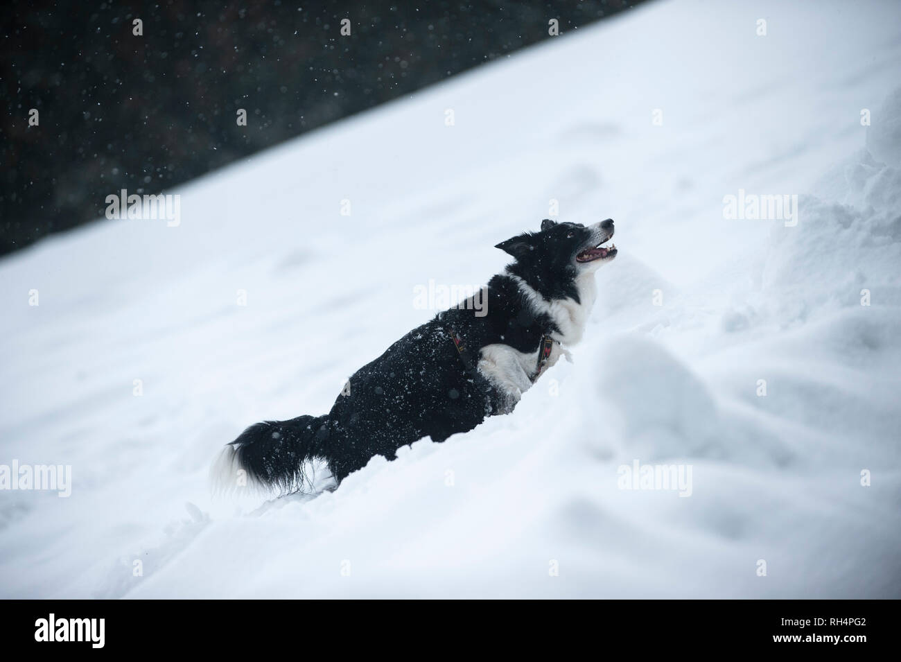 Border Collie dans paysage d'hiver. Chien Noir et blanc sur la neige. Banque D'Images