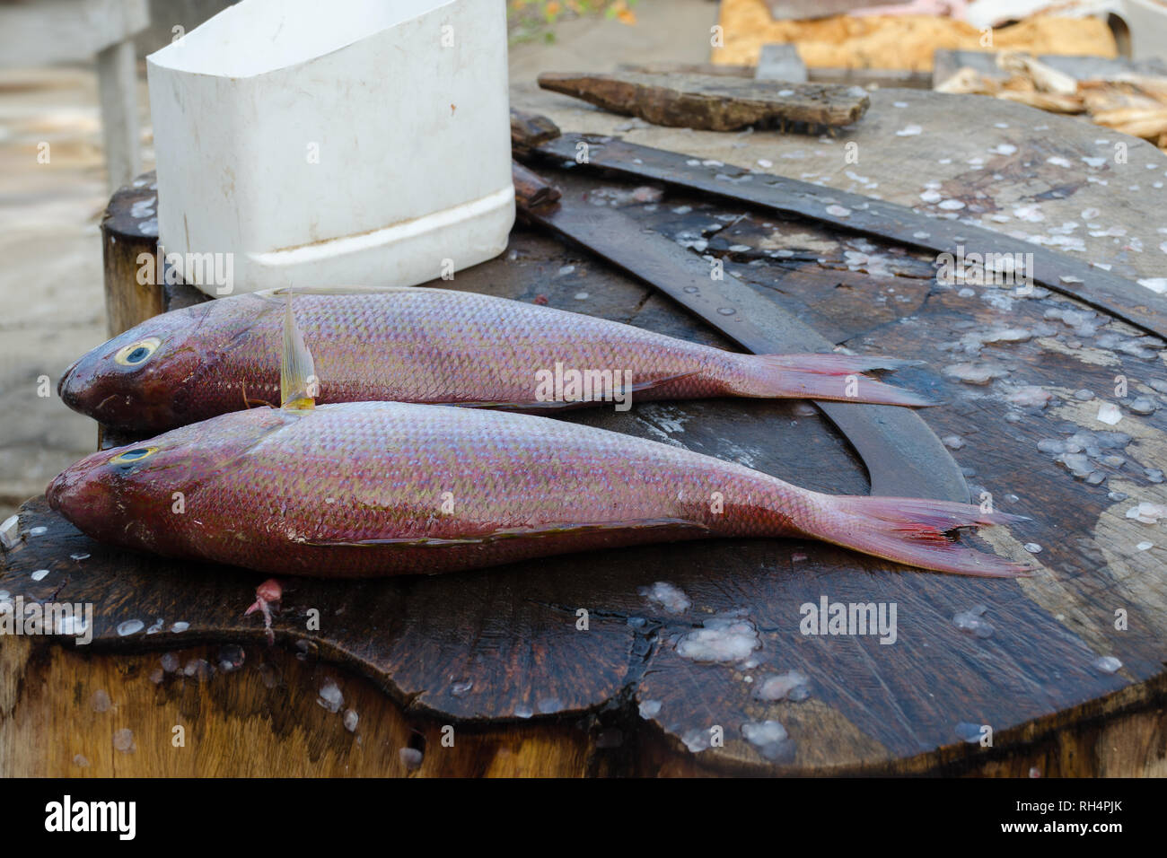 Poisson frais le vivaneau ou threadfin bream avant cuisson sur la table de découpe. Rue poisson makret au Sri Lanka. Banque D'Images