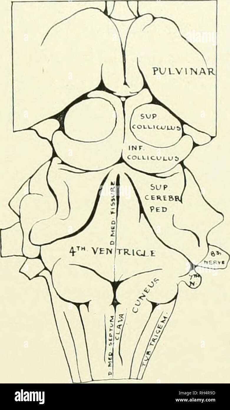 . Le cerveau de singe à l'homme ; une contribution à l'étude de l'évolution et le développement du cerveau humain. Cerveau ; évolution ; Pongidae. FIG. 143. SURFACE dorsale du tronc cérébral, PAPIO CVNOCEPHALUS. [Longueur réelle 46 mm.] Kev au diagramme, d. med., fissure Fissure Dorsomedian ; d. med., septum Septum Dorsomedian ; inf. Le colliculus supérieur, moins CoUicuIus ; sup. cerebr. ped., pédoncule cérébelleux supérieur ; sup. Supérieur colliculus supérieur, CoIIicuius ; à remous. trigem. Tuberculum, Trigemini ; 7e N., septième nerf. Un delined sillon médian le long de la surface ventrale de la Pons marque la position de l'arter basilaire Banque D'Images