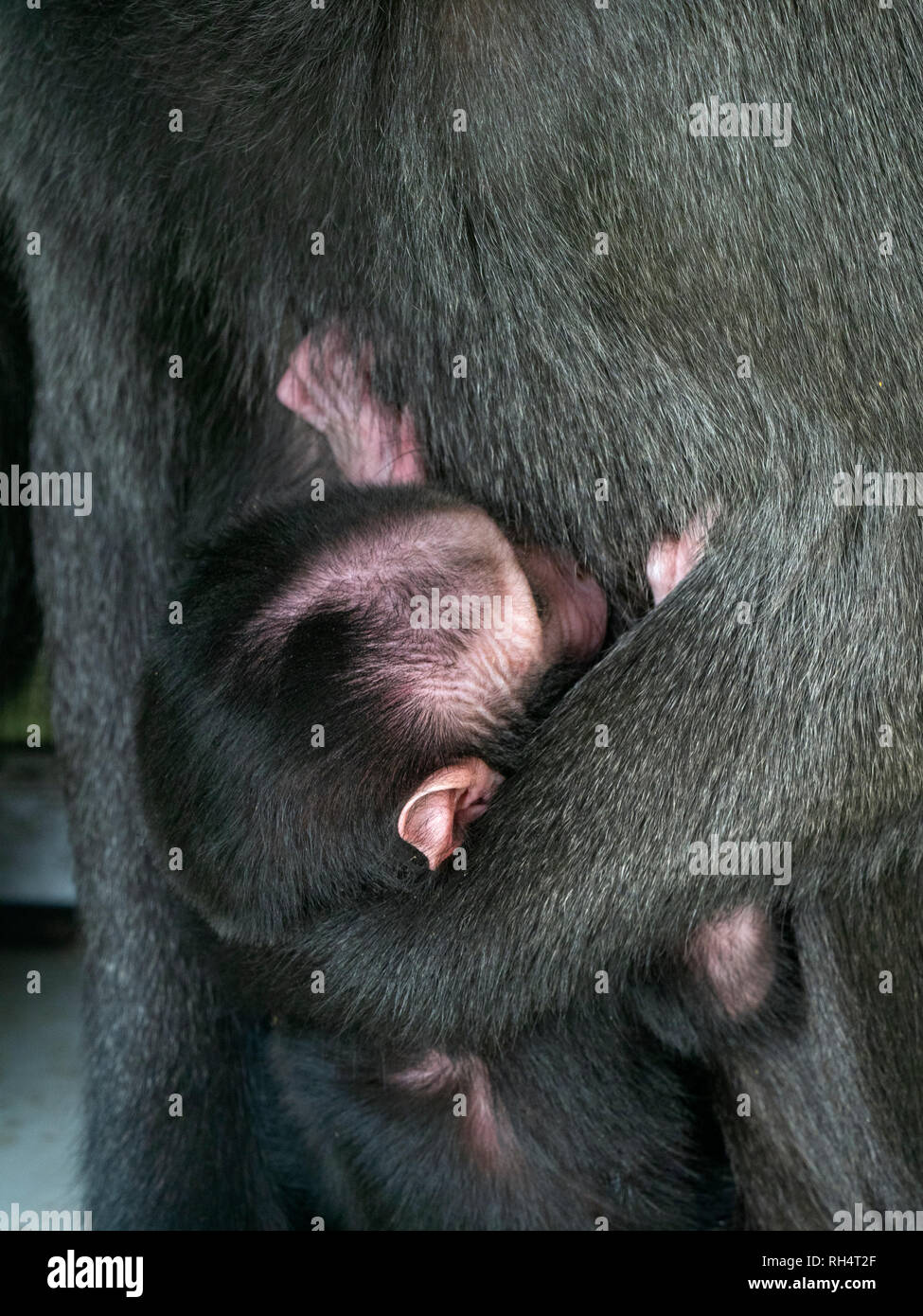 Les Célèbes crested macaque Macaca nigra également connu comme le macaque noir, Sulawesi crested macaque, ou l'ape noir avec mois les jeunes. Banque D'Images