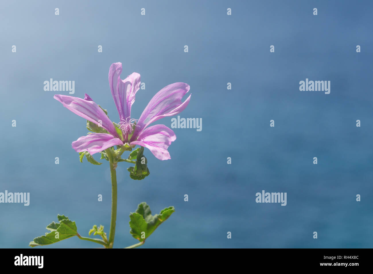 Fleur rose avec des feuilles vertes en face de la mer de colle. Banque D'Images